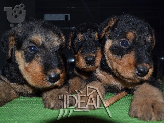 Αιρντέιλ Τερριέρ Airedale terrier